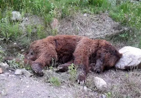 لاشه دو فرد خرس قهوه ای در مرودشت پیدا شد