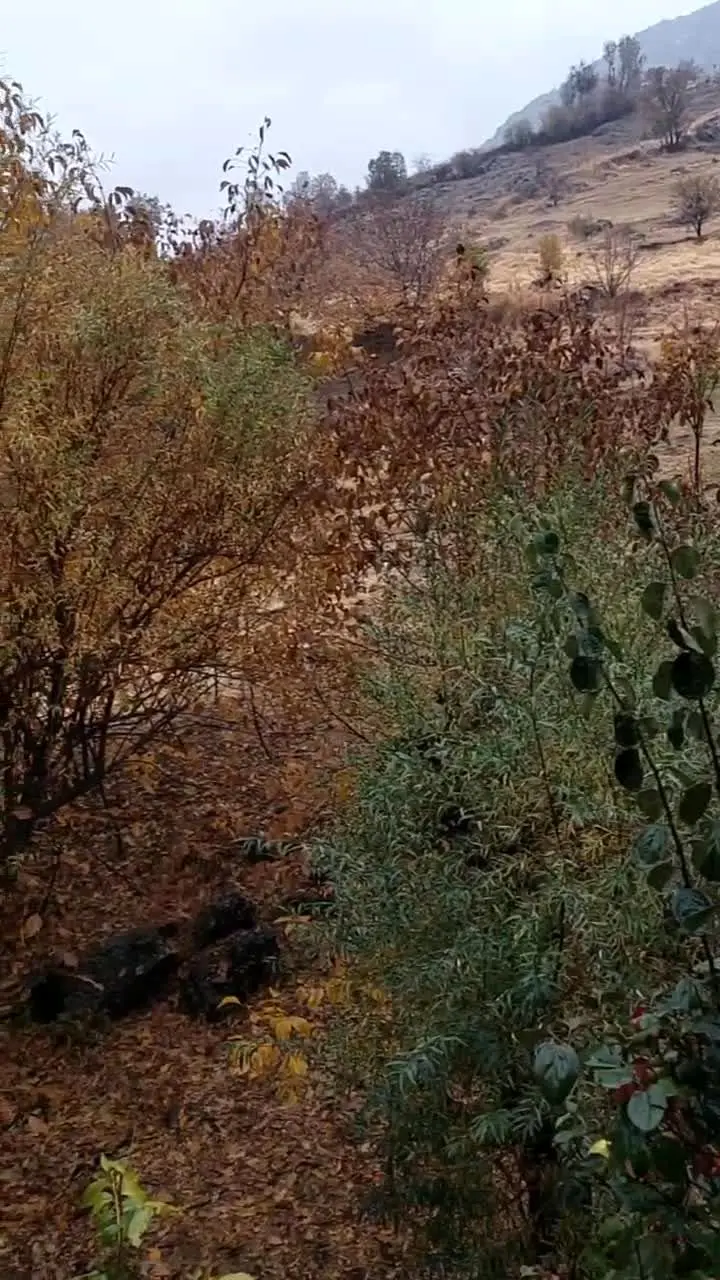 ببینید | بارش برف و باران در استان‌های غربی کشور