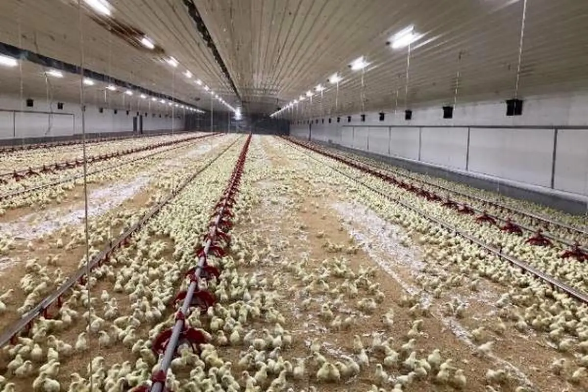 کاهش ۵۰ درصدی تولید گوشت مرغ در کشور تکذیب شد