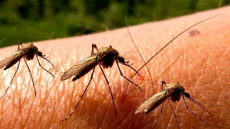 چرا پشه‌ها برخی از افراد را نیش می‌زنند اما سمت برخی دیگر نمی‌روند؟